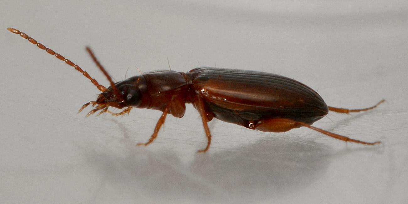Trechus quadristriatus  (Carabidae)